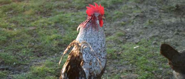 Pecked Cockerel