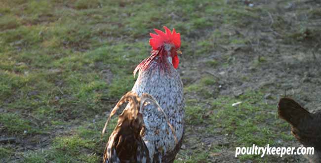 Pecked Cockerel