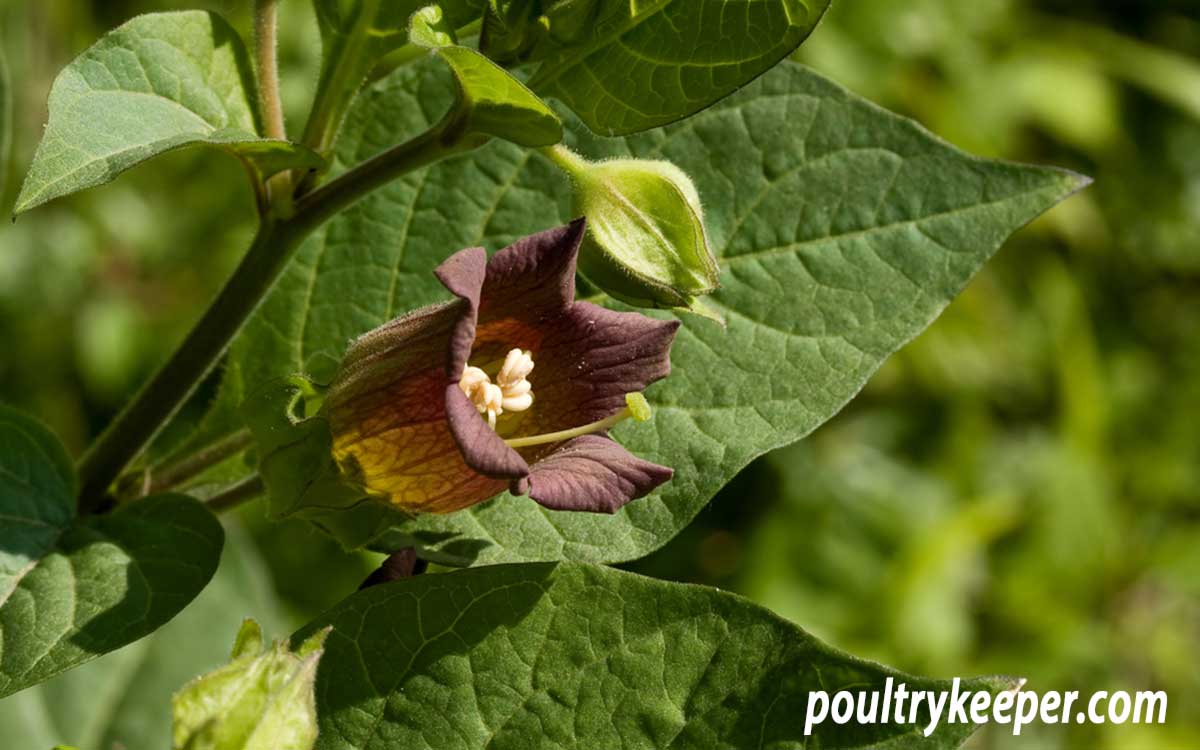 list-of-poisonous-plants-for-chickens