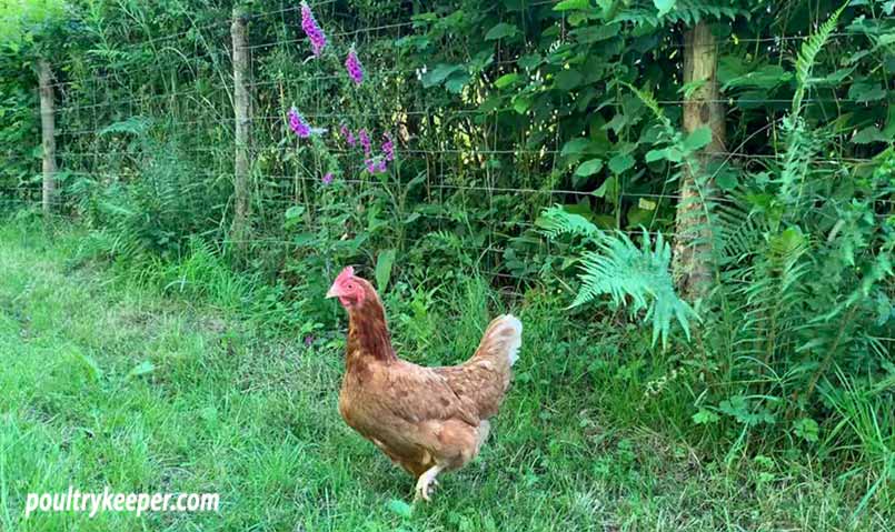 Poisonous plants for chickens