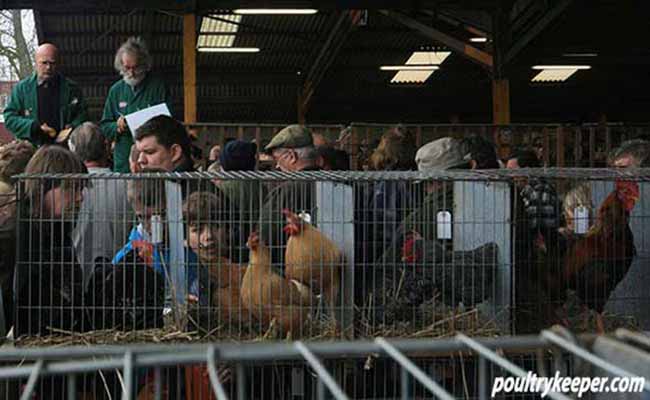 Poultry Auction