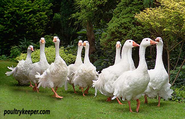 December is the Time for Pairing Geese