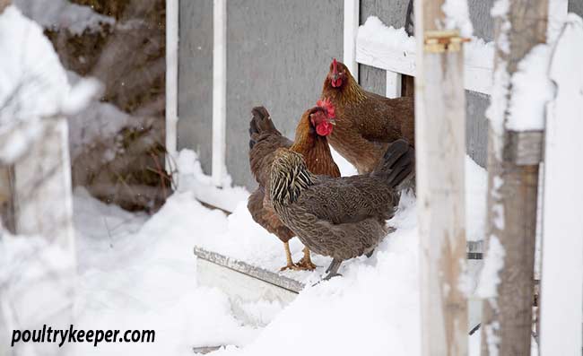 Chickens In Cold Freezing Weather