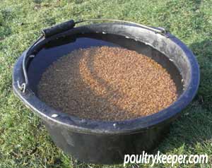 wheat in bucket of water