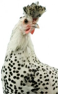 Appenzeller Chicken