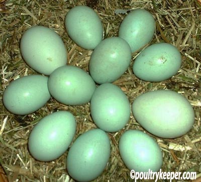 araucana eggs