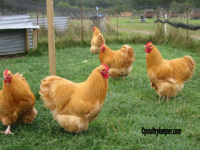 Buff Orpington Cocks