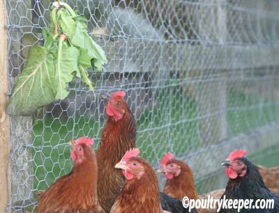 chickens-fresh-greens