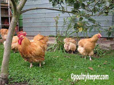 chickens-in-the-garden