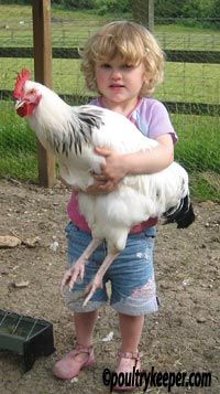 Child holding sussex cockerel