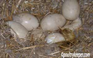 first-gosling-hatched