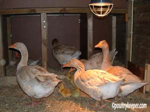 geese-with-goslings