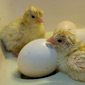 incubating eggs thumbnail