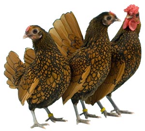 sebright chickens