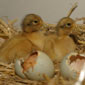 keeping ducks incubation thumbnail