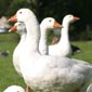 General Goose Keeping Thumbnail