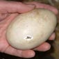 goose egg incubation thumbnail