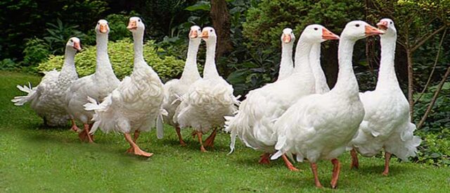 pairing geese feat
