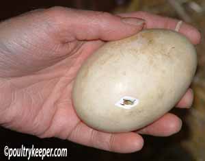 goose eggs hatching