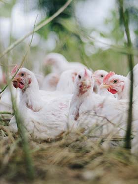 Table Chickens