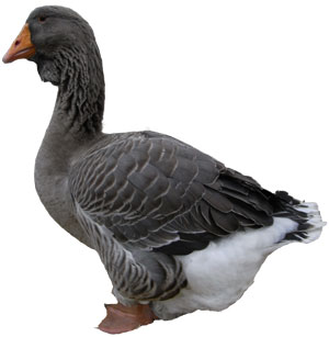 Embden Goose - British Waterfowl Association