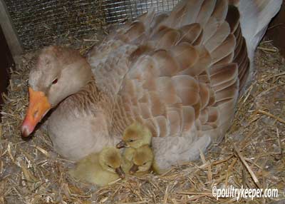 tufted-american-buff-and-gosling