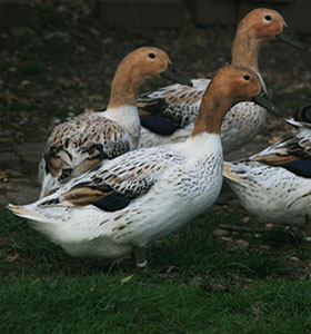 Abacot Ranger Females