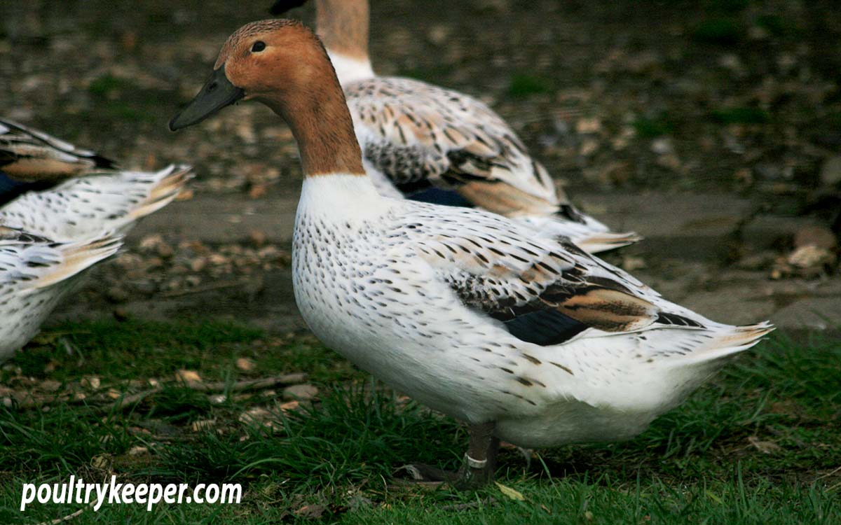 Abacot Ranger Ducks