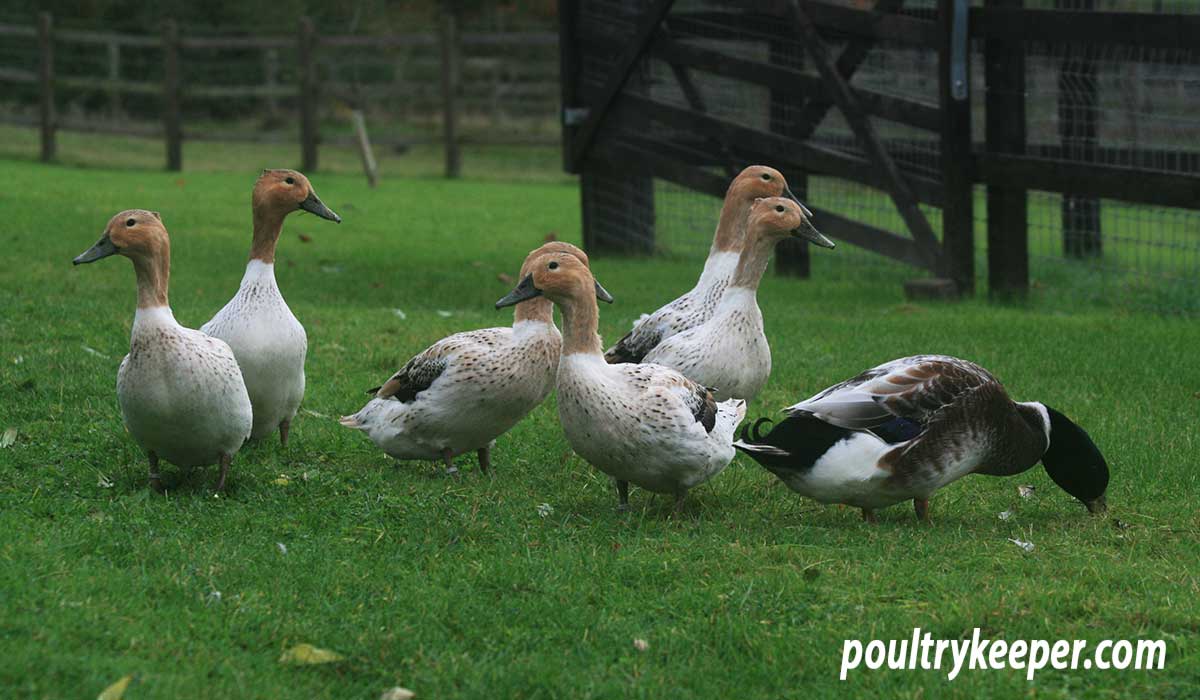 Abacot Ranger Ducks in a Field