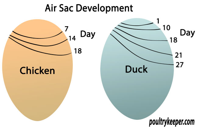 Air Sac Development