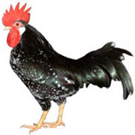 Ancona Chicken