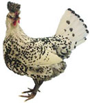 Appenzeller Spitzhauben Chicken