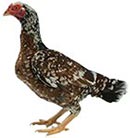 Asil Chicken