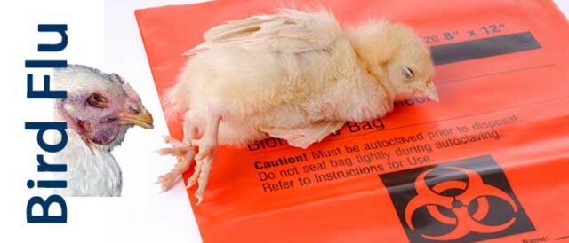 Bird Flu