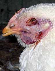 Chicken with Avian Influenza