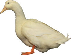 Aylesbury Duck