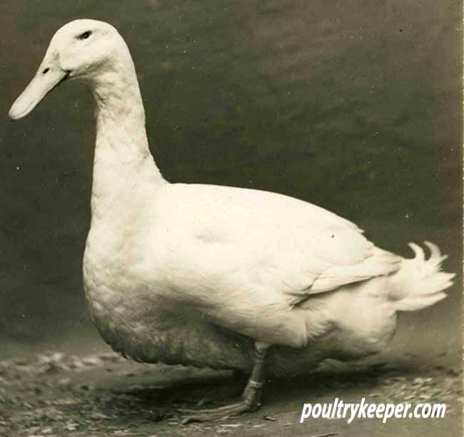 Isabella Beeton quote: The white Aylesbury duck is, and deservedly