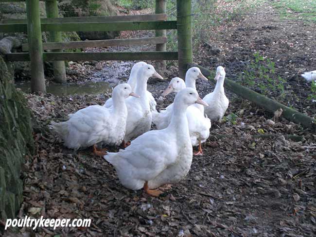 Isabella Beeton quote: The white Aylesbury duck is, and deservedly