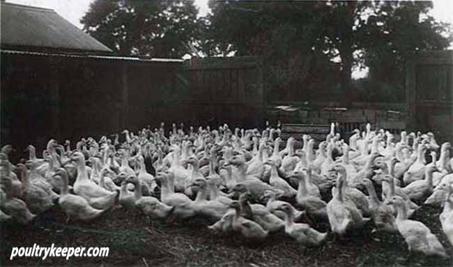 Flock of commercial Aylesbury Ducks