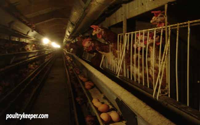 Battery-Hens-in-Cages-on-Farm