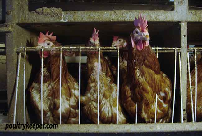 Battery-Hens-in-Cages