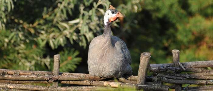 Beginners Guide to Keeping Guinea Fowl