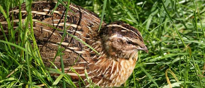 Keeping Quail