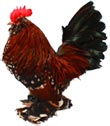Barbu D-Uccle Chicken