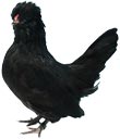 Barbu de Watermael Chicken