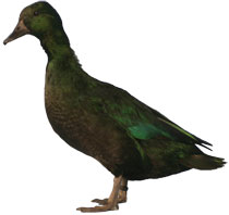 Black East Indies Duck