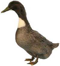 crested blue swedish duck