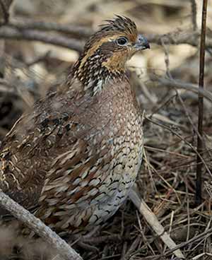 Bobwhite Quail