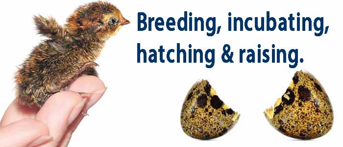 Breeding Quail