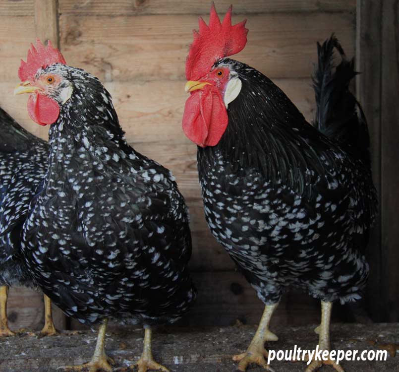 Breeding Pen of Large Ancona Chickens